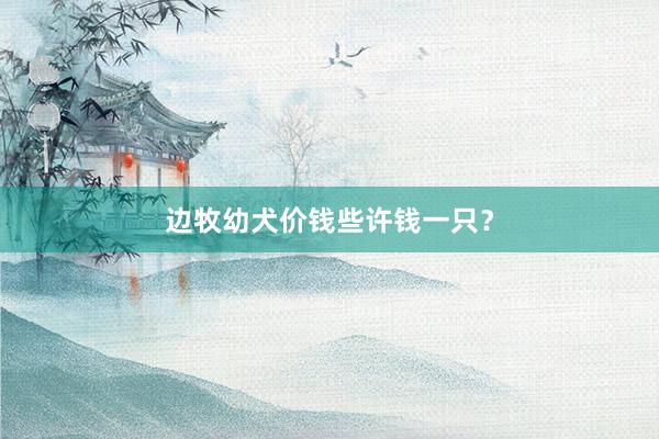 边牧幼犬价钱些许钱一只？