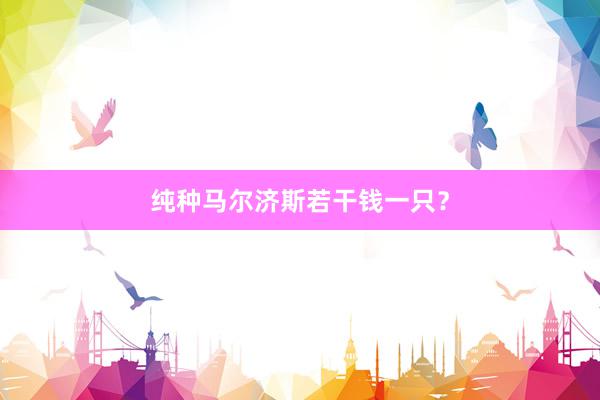 纯种马尔济斯若干钱一只？